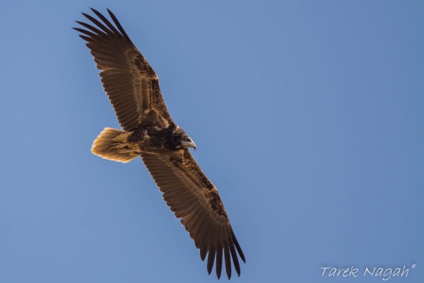 Galala Raptor Observatory Count is NCEs Plan for Migratory Raptor Monitoring